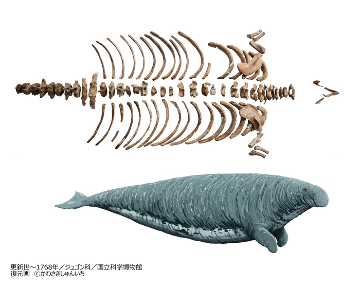 ステラーダイカイギュウ_ステラーダイカイギュウ復元画