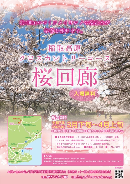 稲取高原クロスカントリーコース桜回廊2025年