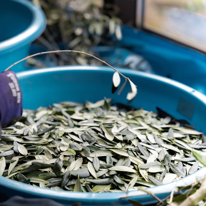 オリーブ葉を一枚一枚手摘みで採取