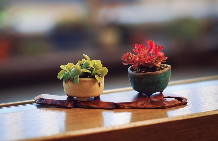 室内で楽しむときには「地板=盆栽などの下に敷く板」やコースターなど敷物を使って飾る