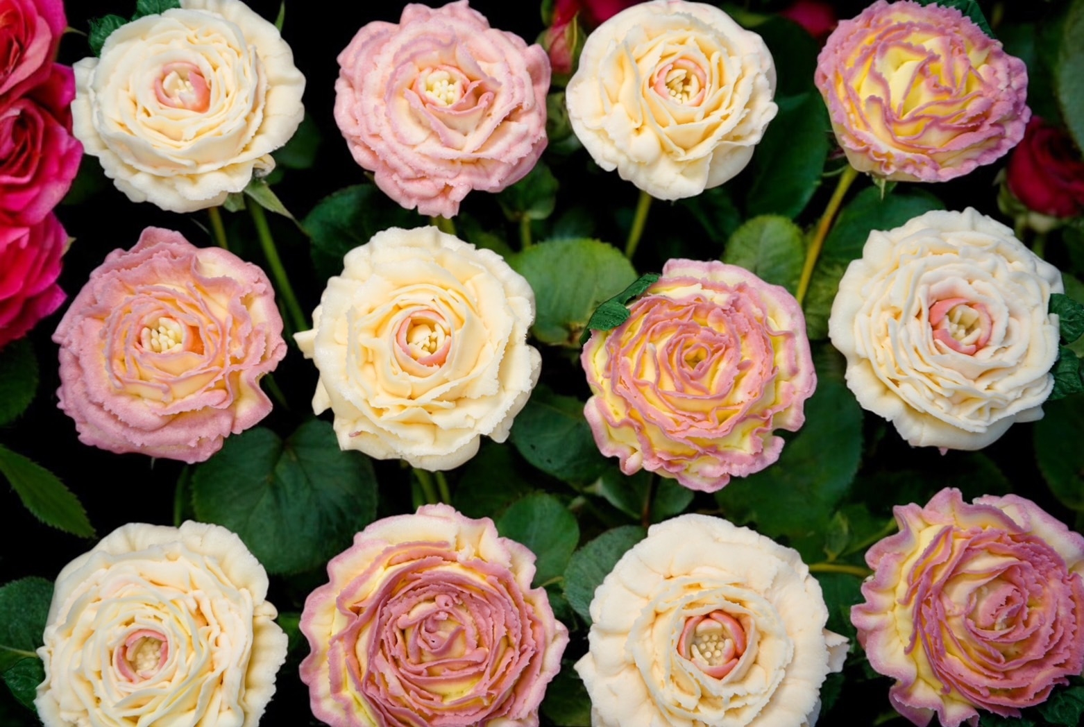 「Faina's CUPKEY ~彦根のバラ~」(1)