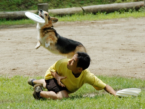 7/19〜7/21 THE N.P.A.ドッグショー