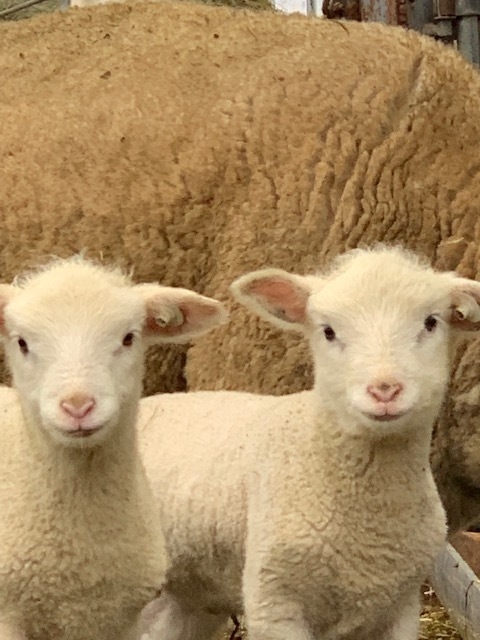 赤平めん羊牧場 産まれたばかりの仔羊