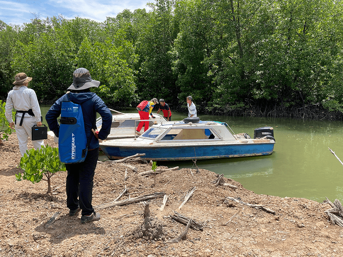 実証実験の実施地域のマングローブ