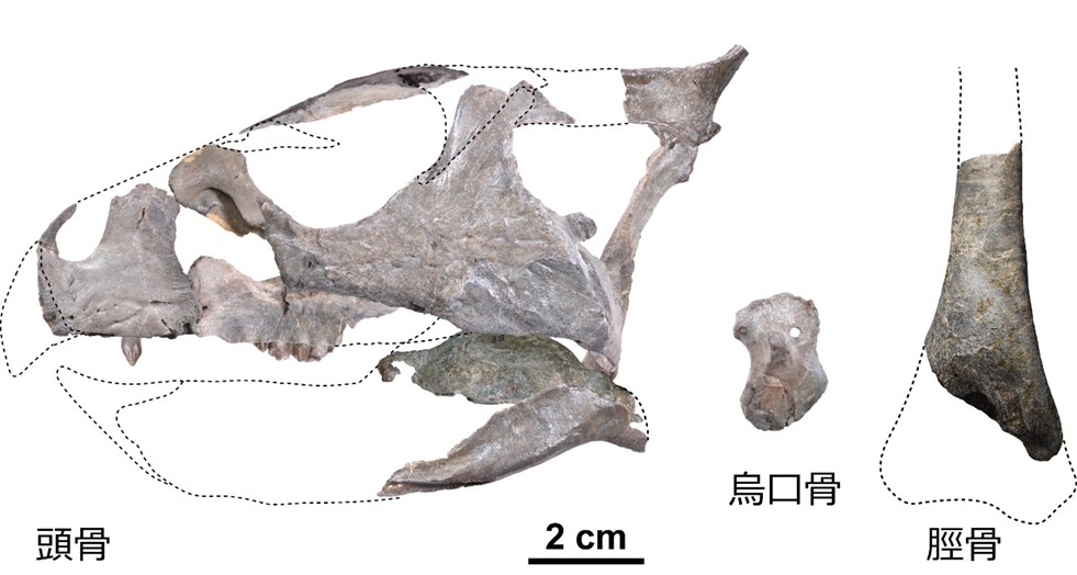 ササヤマグノームスの化石。頭骨、烏口骨、脛骨がバラバラの状態で発掘されました。推定される頭骨の大きさは長さ約13cm、高さ約8cm(兵庫県立人と自然の博物館提供)