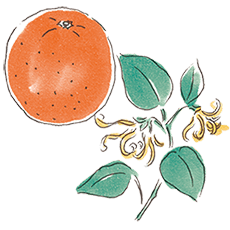 タンカン&イランイラン イメージ