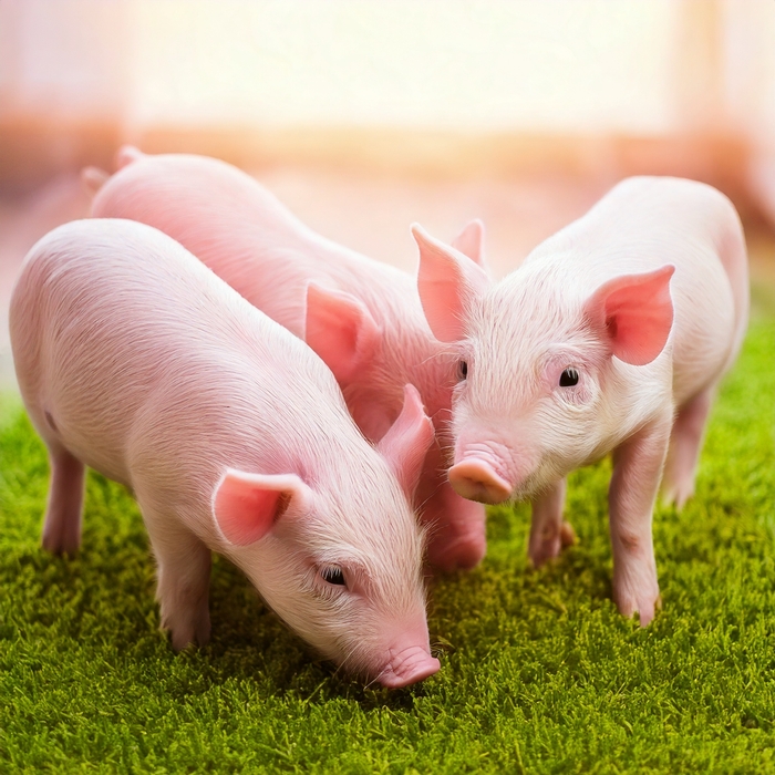 ぶたさんふれあいコーナー