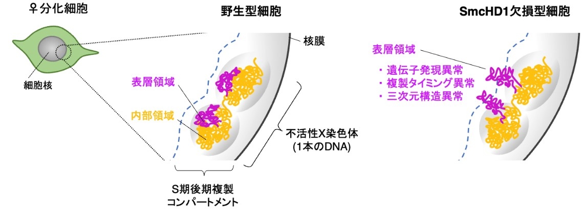 不活性X染色体の層構造(左)とSmcHD1欠損による表層領域の異常(右)