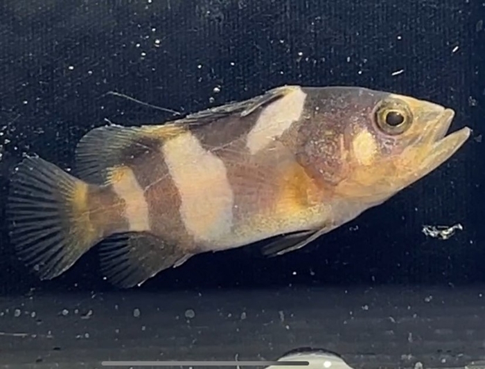 タマカイ稚魚（全長35mm）