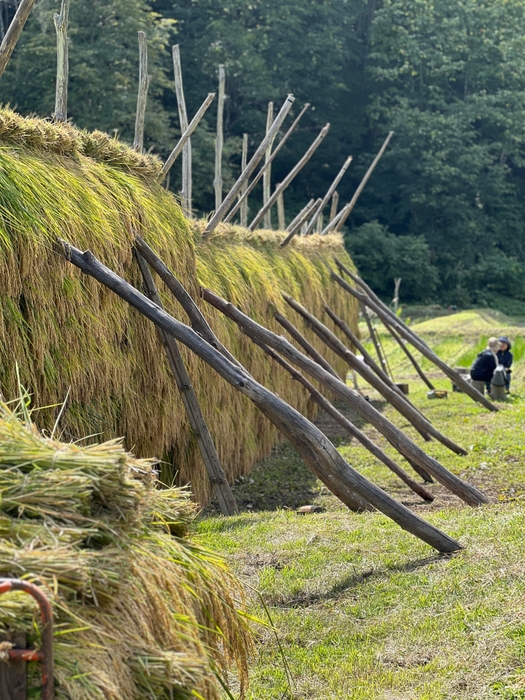 はさがけの様子(4)