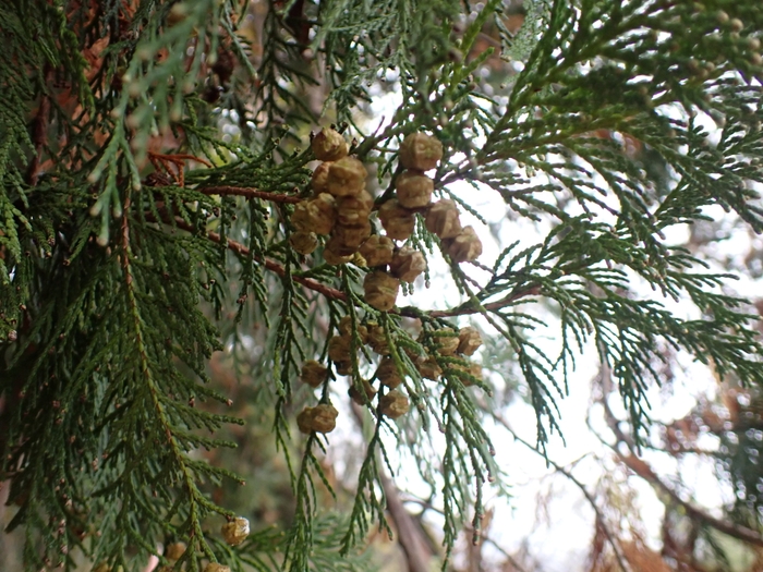 コリコリしたこの実は何の木についてるのかな?