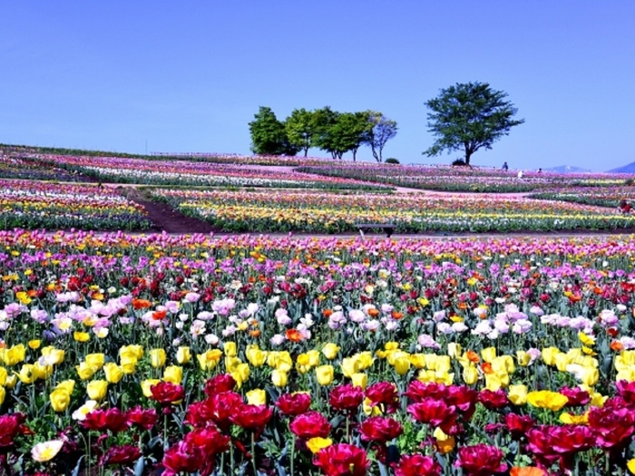 那須フラワーワールド