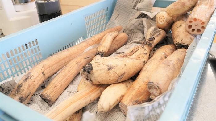 掘りたての蓮根