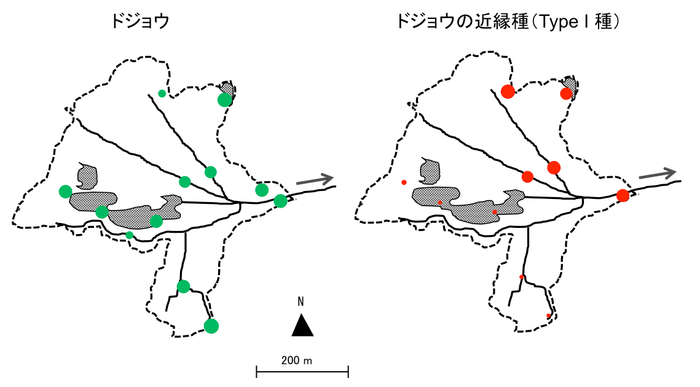 中池見湿地の環境DNA分析における2種のドジョウの陽性検出回数（丸の大きさは相対的な検出数を示す）