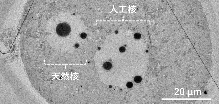 マウス卵子内に構築された人工細胞核の電子顕微鏡写真。 精製したDNA溶液を用いて構築した人工細胞核(右)は、卵子由来の天然の細胞核(左)と形態が酷似していた。