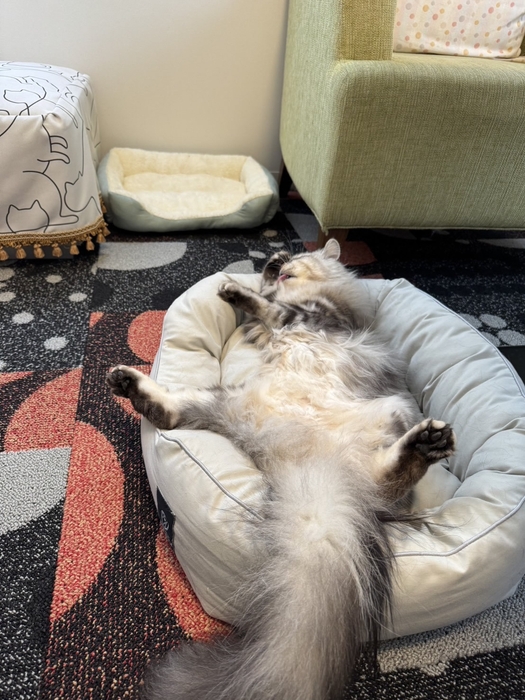 実際にお部屋で過ごす猫ちゃん3