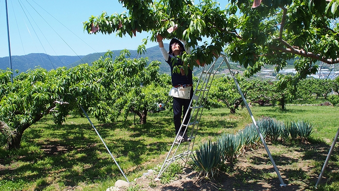 スマート農業への挑戦!東和AGワークス株式会社を設立