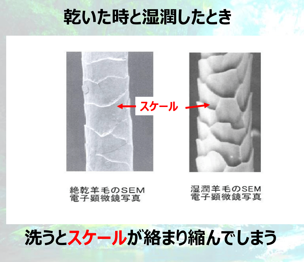 【羊毛が絡み合って縮まる要因】そこにはいききとしたスケールがあった