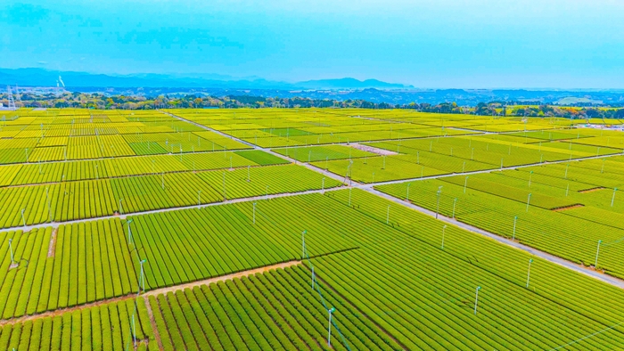 日本一の茶畑を誇る“お茶のまち「牧之原市」