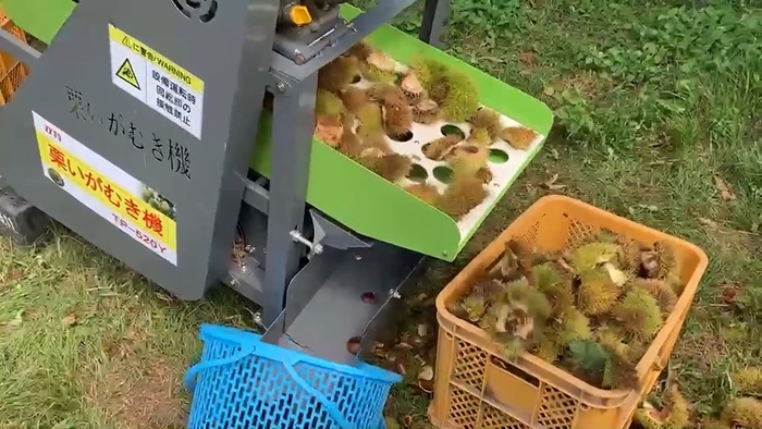 栗いがむき機使用イメージ