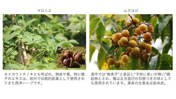 図1 新規育毛植物素材 マロニエおよびムクロジについて