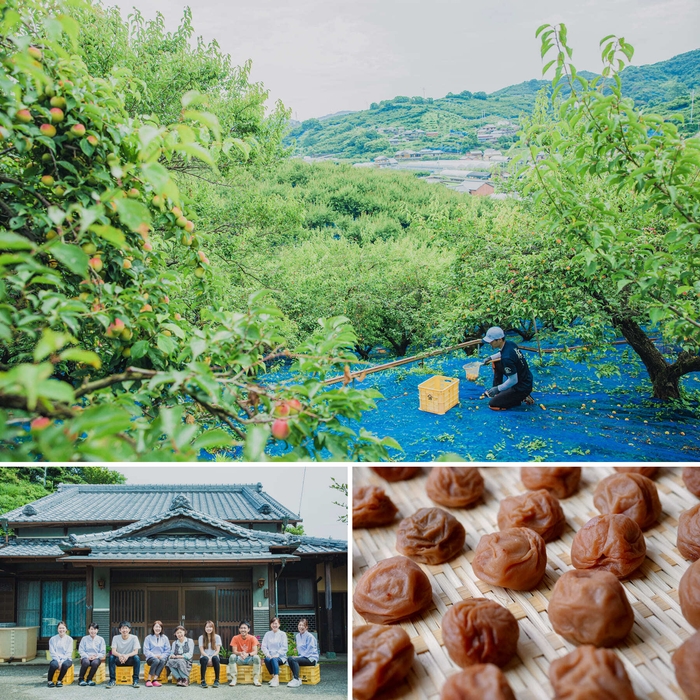 和歌山県みなべ町の梅農家「梅ボーイズ」