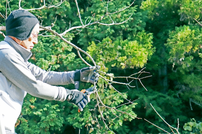 くりくり園の選定作業