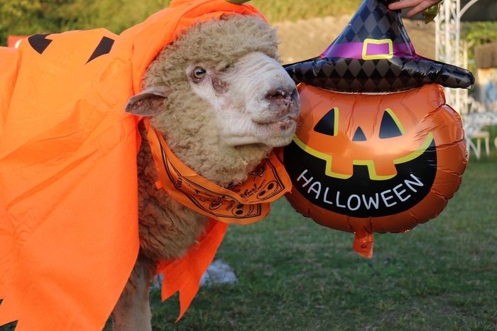 ハロウィンの可愛い仮装でお待ちしてます!