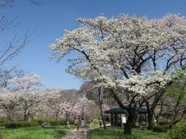 さくら園(令和4年度撮影)