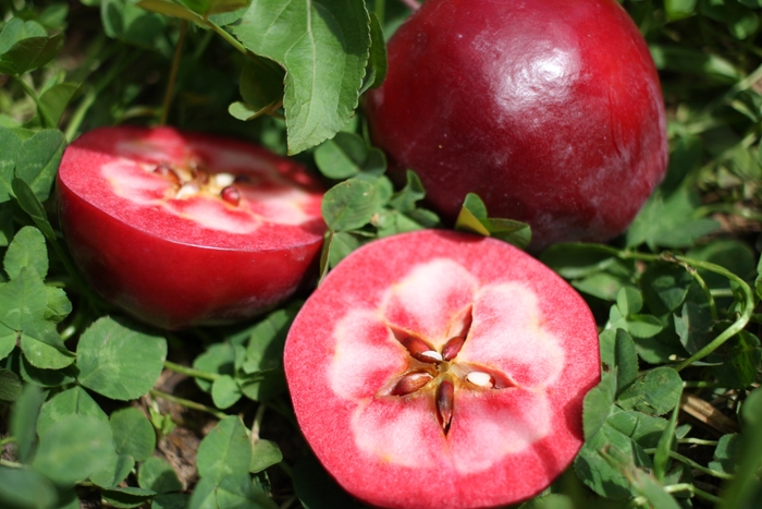 ジェネバ:果肉赤いりんご