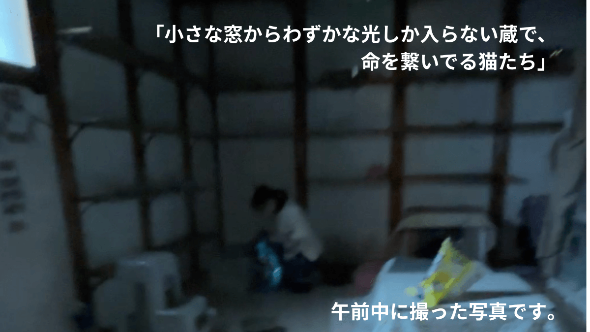 光なき蔵で生きる猫たち