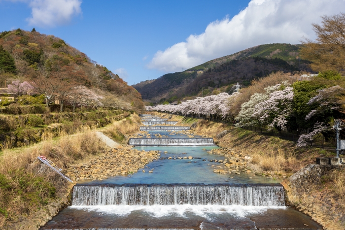 2023年箱根宮城野 早川提沿い桜並木