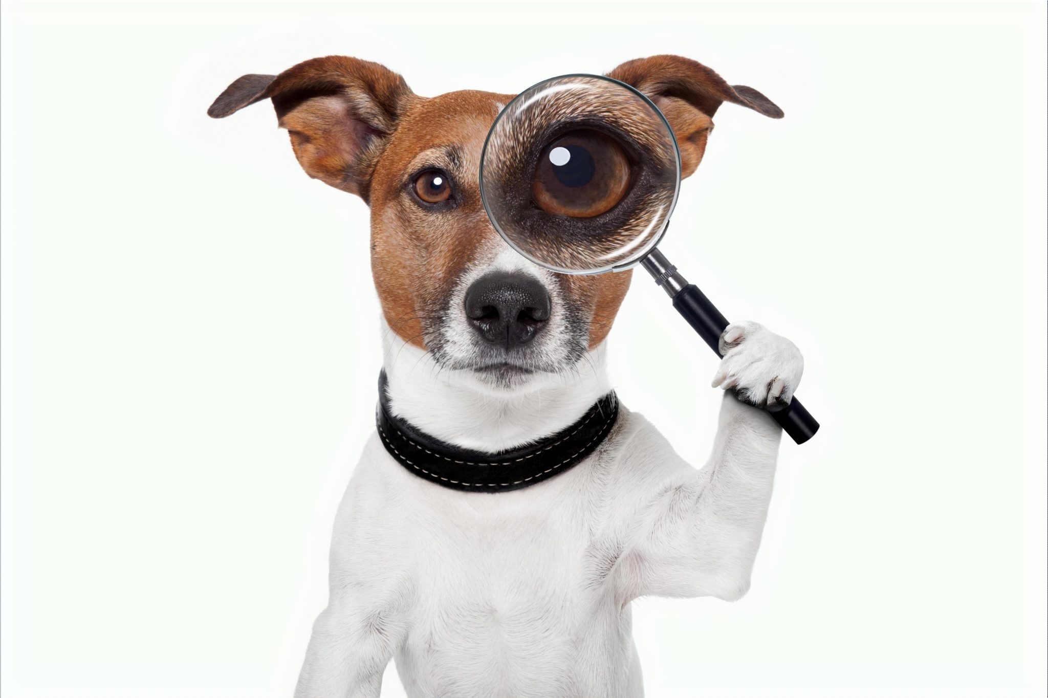 愛犬元気を総合的に評価した結果おすすめできる方とおすすめできない方がわかりましたので発表いたします!