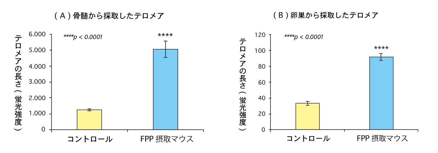 (図3)FPP(パパイヤ発酵食品)を摂取したマウスと摂取していないマウスのテロメアの長さの比較