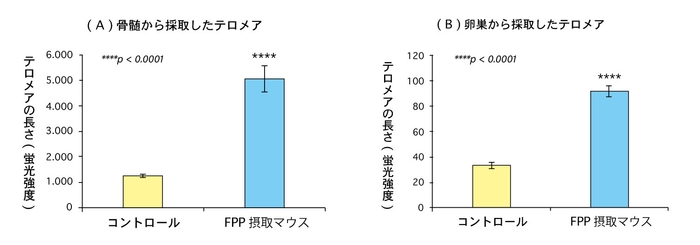 (図3)FPP(パパイヤ発酵食品)を摂取したマウスと摂取していないマウスのテロメアの長さの比較