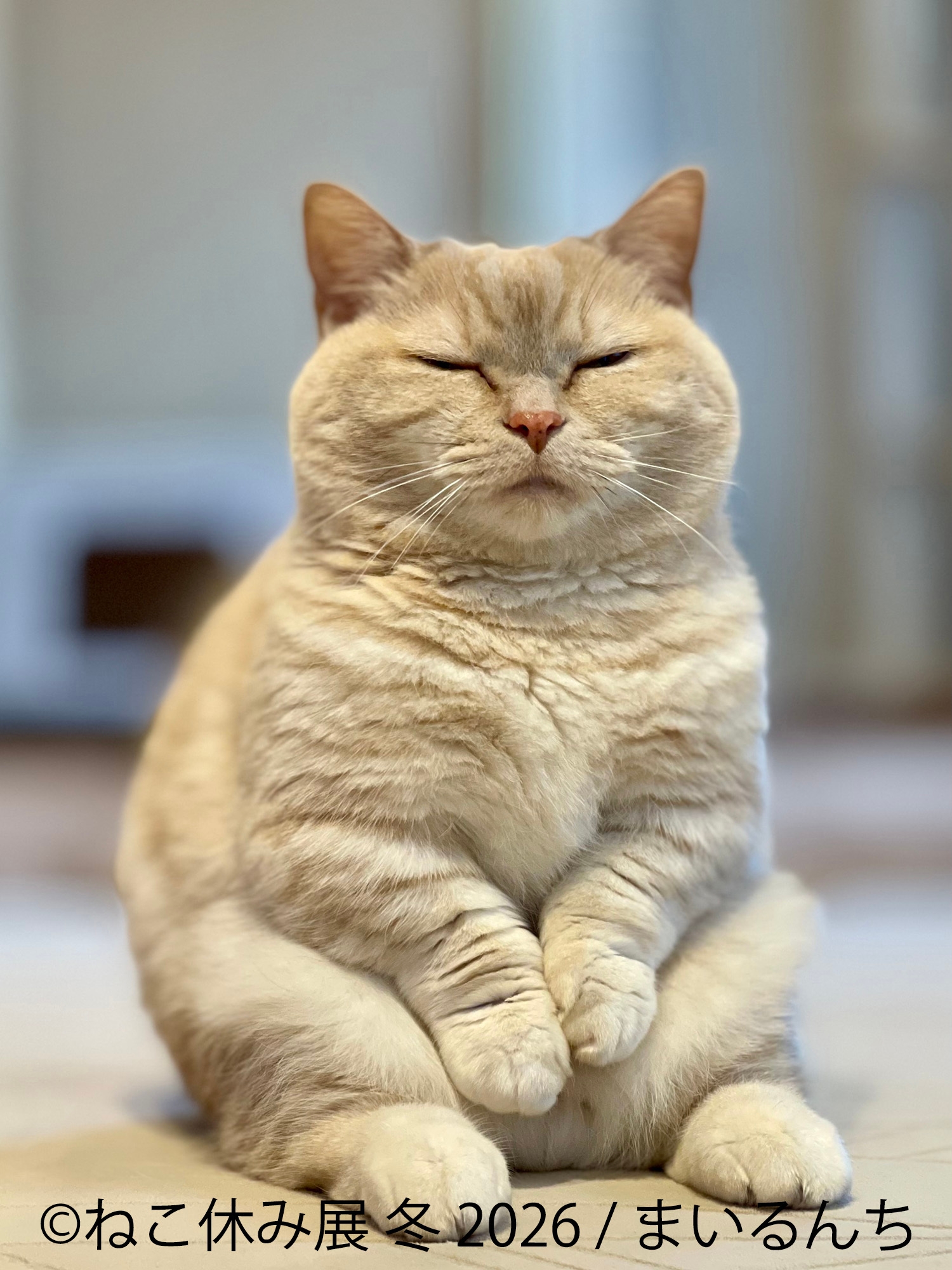 展示作品:まいるんち