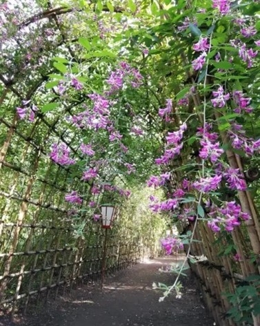 ハギのトンネル（過去の様子）