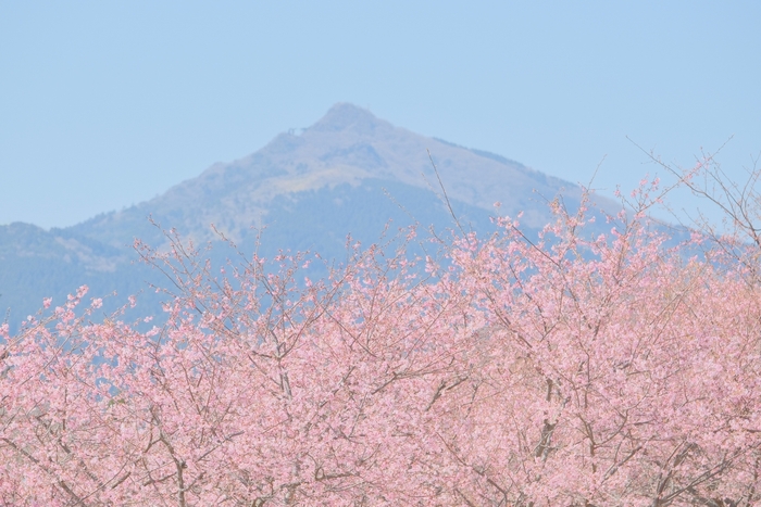 いばらきフラワーパーク提供