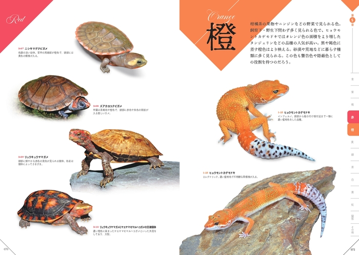 橙 『色彩別 爬虫類・両生類図鑑』
