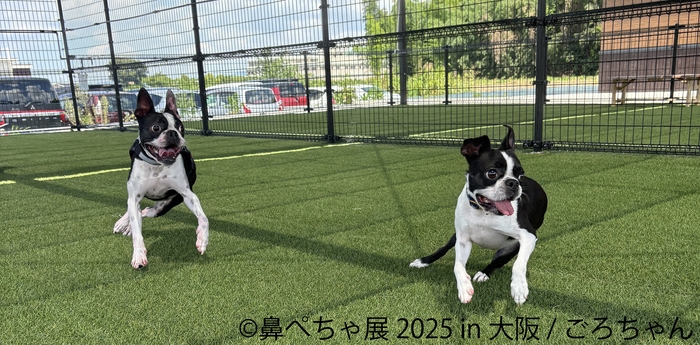 鼻ぺちゃ展 展示作品:ごろちゃん