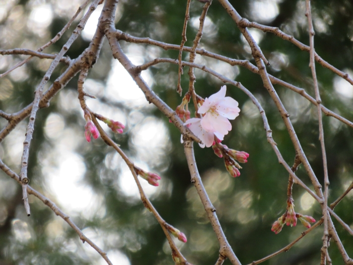旧古河庭園シダレザクラ(3月16日撮影)