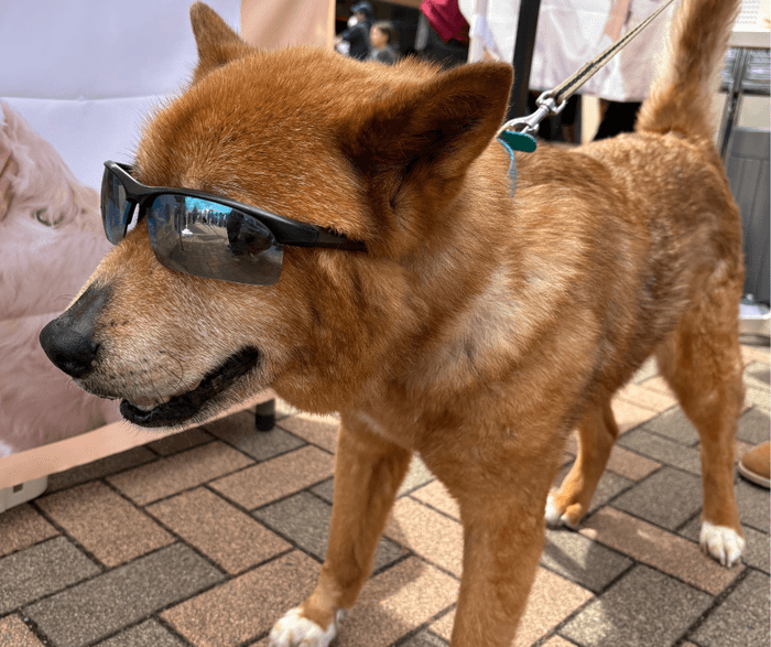イケイケなワンちゃんがいました