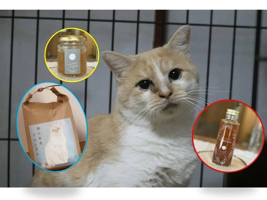 古民家移転した保護猫カフェ「Familia」医療費支援のクラウドファンディング開始