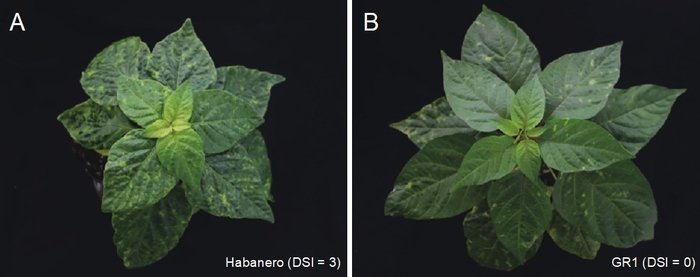 トウガラシ（Capsicum chinense）に見られるベゴモウイルス抵抗性の違い（A）ベゴモウイルス感受性トウガラシHabaneroでは病気による症状がひどい(B）抵抗性トウガラシGR1では症状が軽い（DSIは病気による症状の程度を示し、数字が大きいほど症状が強く出ていることを示す。）