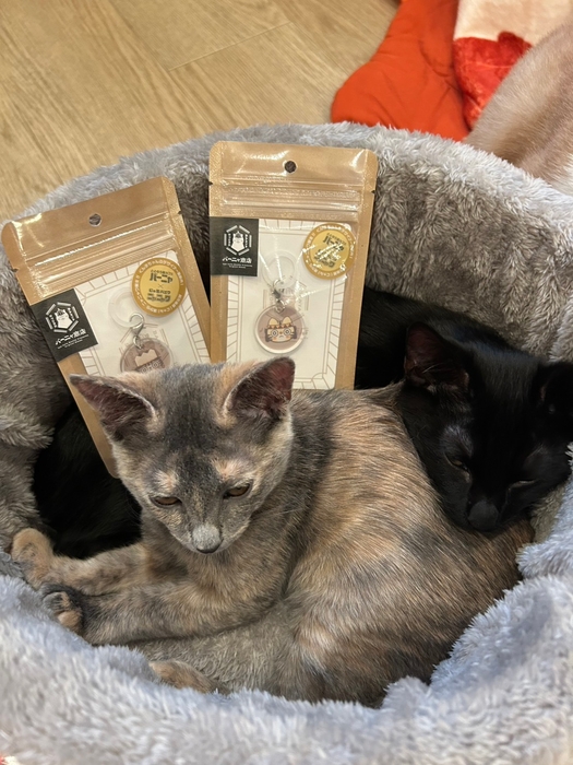 子猫たちとニャニャワ