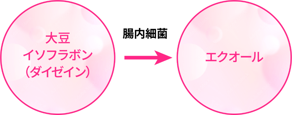 エクオール産生菌といわれる菌がいるかどうかがわかる「エクオールカテゴリー」