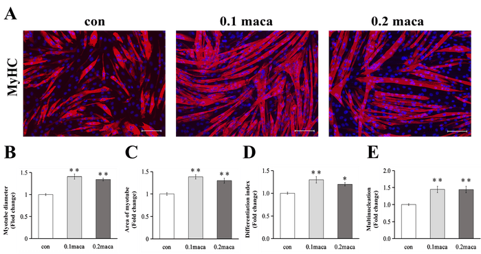 「Yi et al., IJMS 2022」の図1より引用