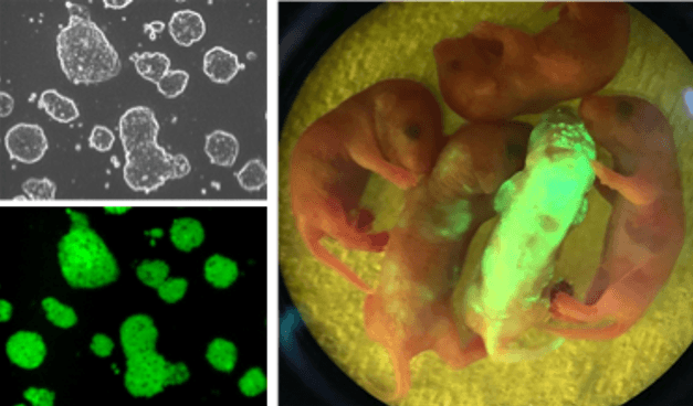 図 新規無血清DARP培地で樹立されたマウスES細胞（左）とキメラマウス（右）　蛍光タンパク質であるGFPを恒常的に発現するマウスの初期胚（胚盤胞）から新規無血清DARP培地を用いてES細胞を樹立した（左/上段：位相差写真、左/下段：蛍光写真）。ラミニンコート培養皿上での長期培養を経て、マウス8細胞期胚と凝集培養。仮親の子宮への移植によりキメラ個体を形成（右/写真中央：GFP陽性のES由来細胞が全身に分布したキメラ個体が確認できる）。