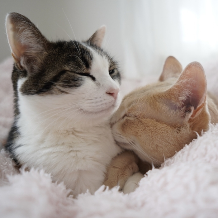 よもぎちゃん＆きなこくん