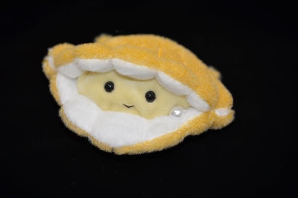 ぽちゃまる貝 アコヤガイ